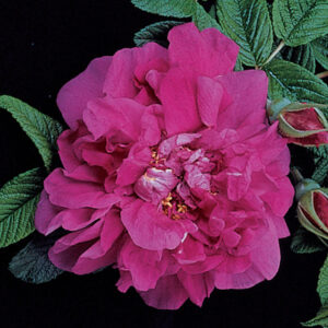 Rose, Shrub, Hansa Antique Rugosa